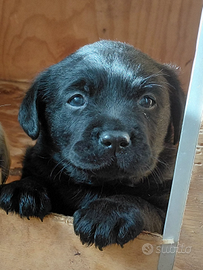 Cuccioli Labrador Retriever