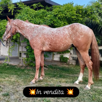 Cavallo appaloosa