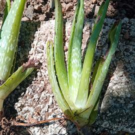 Piantine di Aloe