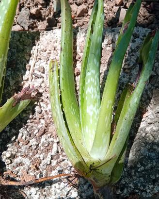 Piantine di Aloe