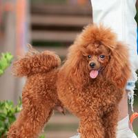 Accoppiamento di barboncino toy