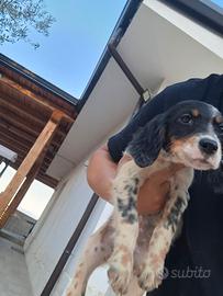 setter inglese femmina 