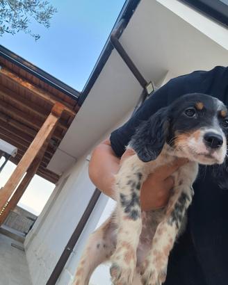 setter inglese femmina 