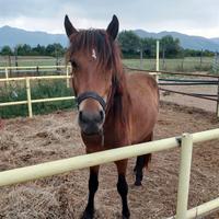 Vendita cavallo bardigiano