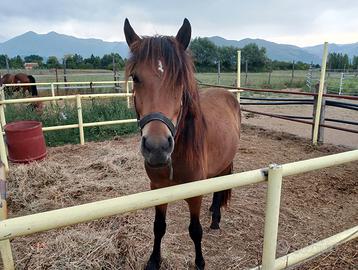 Vendita cavallo bardigiano