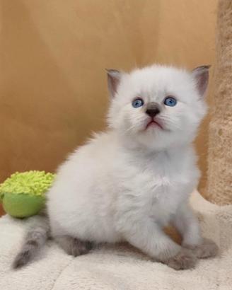 Cuccioli di gatto Siberiano Ipoallergenico Milano