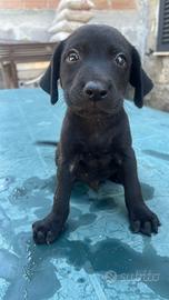 Cuccioli Labrador