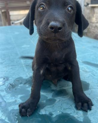 Cuccioli Labrador