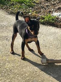 Pinscher Toy