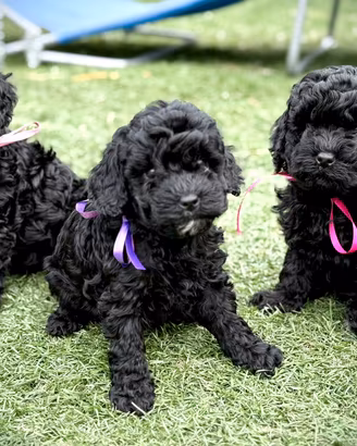 Barboncino nano nero femmine