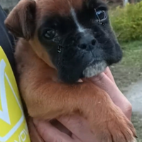 Cuccioli boxer maschio