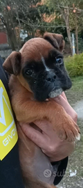 Cuccioli boxer maschio