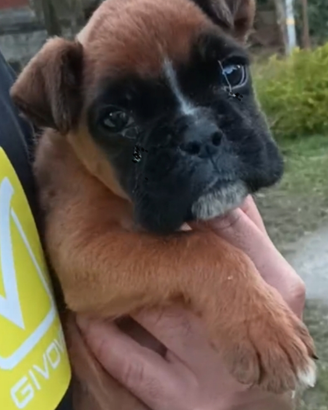 Cuccioli boxer maschio
