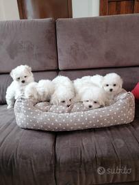Cuccioli di razza maltese con pedigree enci