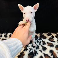 Bull terrier miniature