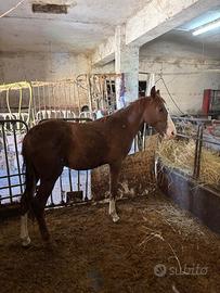 CAVALLO - PAINT ARABO