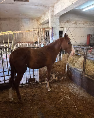 CAVALLO - PAINT ARABO