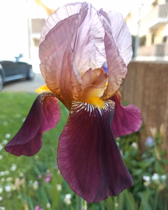 Iris germanica  piante 1-2 anno