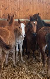Puledri 6 mesi nati e cresciuti allo stato brado