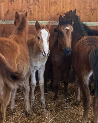 Puledri 6 mesi nati e cresciuti allo stato brado