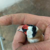 Cardellino maschio 2025 da discesa