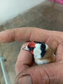 Cardellino maschio 2025 da discesa