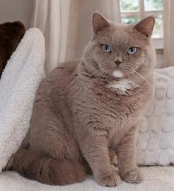 Scottish Straight occhi Azzurri