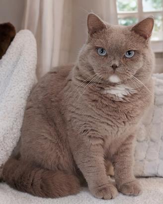 Scottish Straight occhi Azzurri