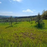 Capannone e terreno