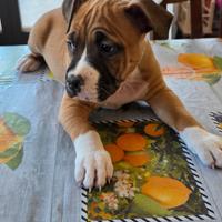 American Staffordshire Terrier