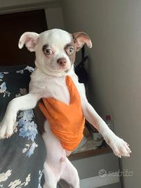 Chihuahua