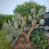 CACUTUS "OPUNTIA" di grandi dimensioni 🌵