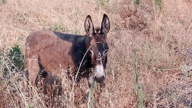 Asinella puledra