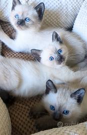 Cuccioli Siamese Thai Seal point