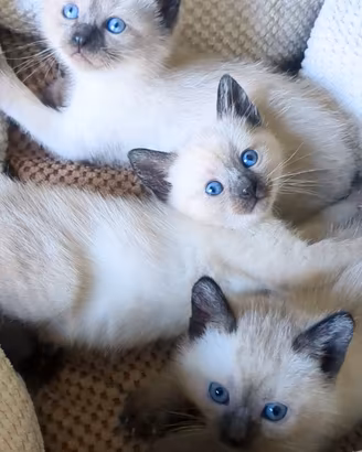 Cuccioli Siamese Thai Seal point