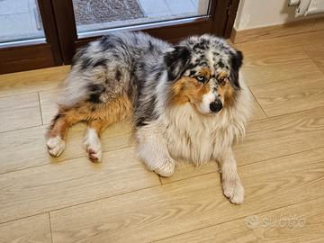 Pastore australiano per monte red factor