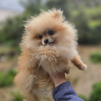 Toy pomerania mini spitz tedeschi nano pedigree