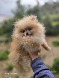 Toy pomerania mini spitz tedeschi nano pedigree