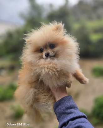Toy pomerania mini spitz tedeschi nano pedigree