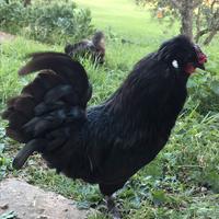 Galletto ornamentale