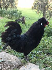 Galletto ornamentale