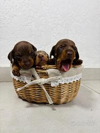 Bassotto PEDIGREE femmina e maschi STUPENDI
