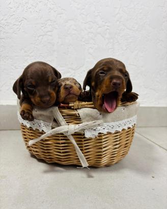 Bassotto PEDIGREE femmina e maschi STUPENDI