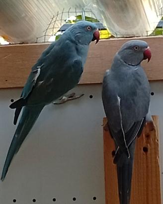 Papagalli parrochetto
