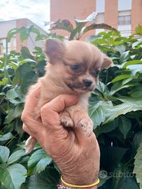 chihuahua mini toy 