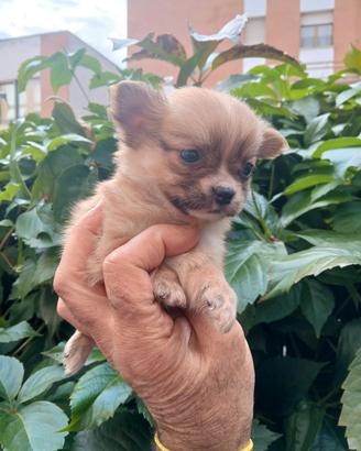 chihuahua mini toy 