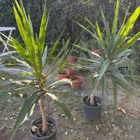Piante yucca