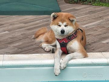 Akita Inu per accoppiamento