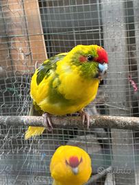 kakarike