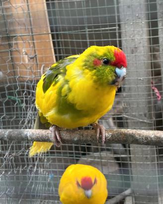 kakarike
